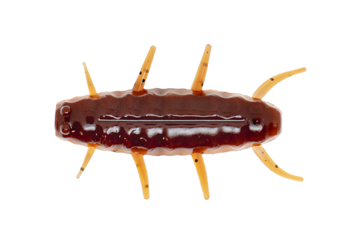 Bluegrass Bug Black Bluegrass Bug Black